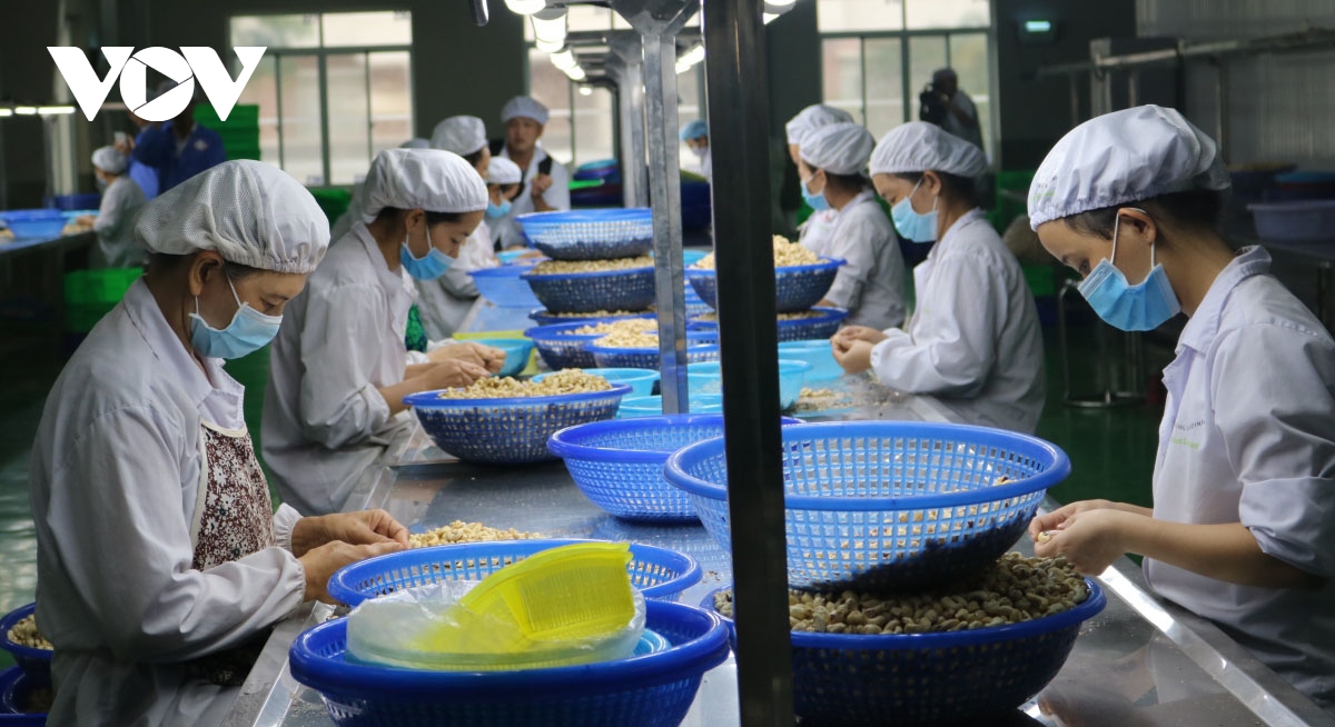 Cashew industry sets export target of US$3.1 billion in 2023